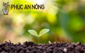 hạt giống phúc an nông